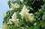 Syringa' Signature Japanese Tree Lilac Tree
