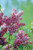 Syringa' Katherine Havemeyer French Lilac