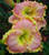 Hemerocalis' Princess Diana Daylily (Specialty)