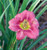 Hemerocallis' Rosy Returns Daylily