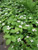 Cornus' Bunchberry