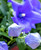 Platycodon' POP STAR™ Blue Balloon Flower