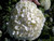 Hydrangea' Incrediball