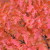 Acer' Amur Maple