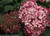 Hydrangea' Invincibelle Ruby