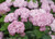Hydrangea' Incrediball Blush