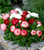 Bellis' Habanera Mix English Daisy