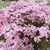 Phlox' Candy Stripe Creeping Phlox