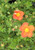 Potentilla' Red Ace