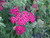 Achillea' Paprika Yarrow