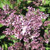 Syringa' Miss Kim Lilac Tree