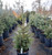Picea' "North Pole" Spruce Christmas Trees