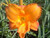 Hemerocallis' My Reggae Tiger Daylily