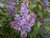 Syringa' The Old Fashioned Lilac