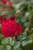 Rosa' Canadian Shield™ Rose
