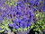 Salvia' Sensation Deep Blue Salvia