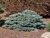 Picea' Waldbrunn Dwarf Blue Spruce
