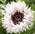 Papaver' White Ruffles Poppy