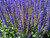 Salvia' May Night Salvia