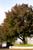 Acer' Deborah Norway Maple Tree