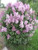 Syringa' Minuet Lilac