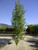 Betula' Dakota Pinnacle™ Birch Tree