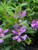 Physotegia' Vivid Obedient Plant