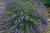 Lavandula' Munstead Lavender