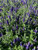 Veronica' Royal Candles Speedwell