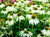 Echinacea' Baby Swan White Coneflower