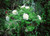 Paeonia' Snow Tower Tree Peony