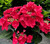 Hydrangea' Bloomables® Cherry Explosion