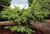 Picea' Mesa Verde Spruce