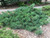 Pinus' Hillside Creeper Pine