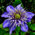 Clematis' Multi Blue