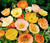 Papaver' Iceland Poppy Mix