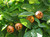 Mespilus' Medlar Tree