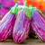 Shooting Stars Eggplant Seeds