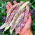 Dragons Tongue Bean Seeds