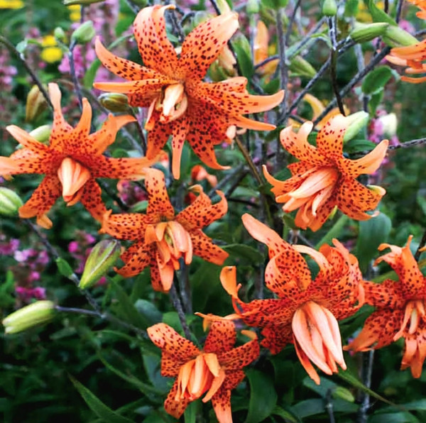 Lilium' Double Tiger Lily (Flore Pleno)