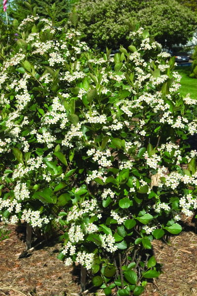 Aronia' Autumn Magic Black Chokeberry
