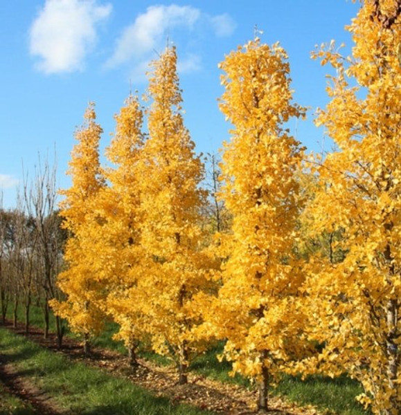 Tit Dwarf Gingko Biloba