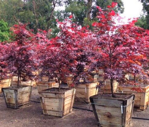Acer' Bloodgood Japanese Maple Tree