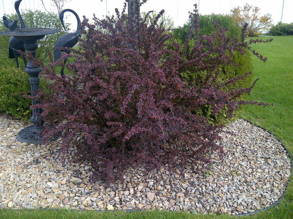 Berberis' Ruby Carousel Barberry