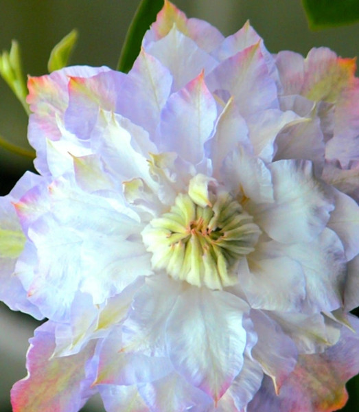 Clematis' Veronica's Choice Specialty