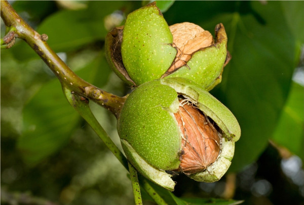 Juglans' Carpathian English Walnut Tree