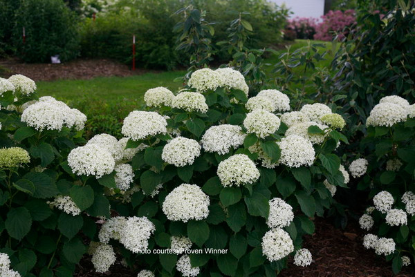 Hydrangea' Invincibelle Limetta