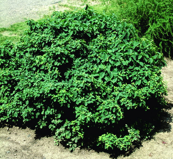 Lonicera' Miniglobe Honeysuckle