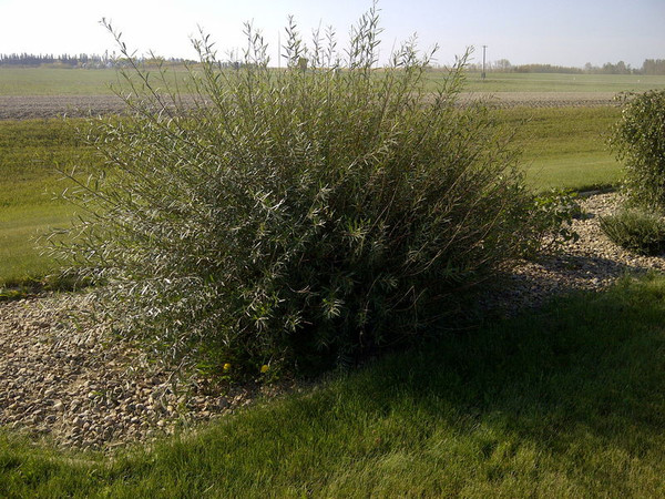 Salix' Dwarf Blue Arctic Willow