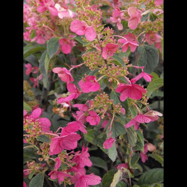 Hydrangea' Quick Fire